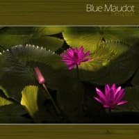 Blue Maudot